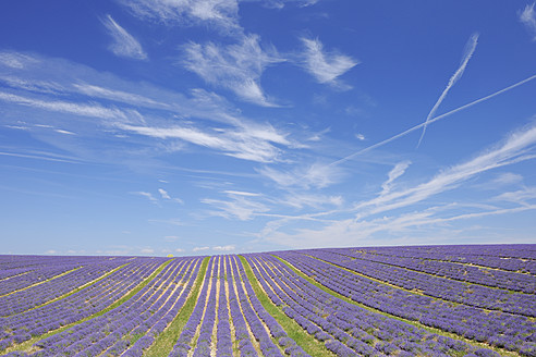 Frankreich, Blick auf ein Lavendelfeld - RUEF000823