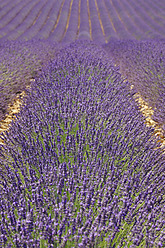 France, View of lavender field - RUEF000825