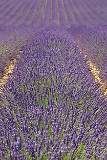 Frankreich, Blick auf ein Lavendelfeld - RUEF000825