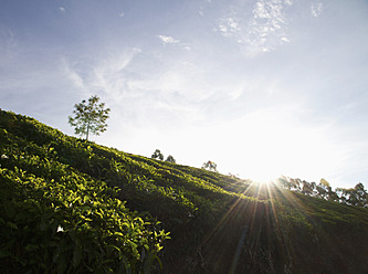 Indien, Kerala, Munnar, Blick auf Teefeld - MBEF000246