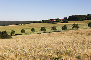 Deutschland, Bayern, Blick auf ein Getreidefeld bei Beratzhausen - SIEF002275