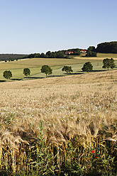 Deutschland, Bayern, Blick auf ein Getreidefeld bei Beratzhausen - SIEF002276