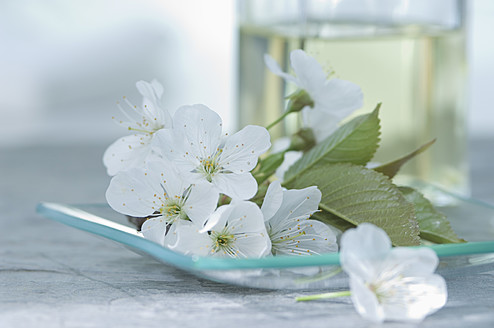 Cherry blossom with aroma oil, close up - ASF004504