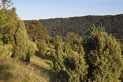 Deutschland, Bayern, Blick auf Wacholdersträucher - SIEF002278