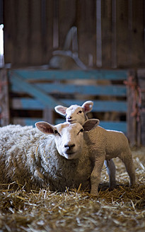 Germany, Sheep and lamb lying on hay in barn - KMF001329