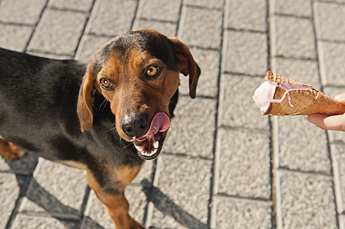 Spain, Mallorca, Human hand feeding ice cream to stray dog - MFPF000061