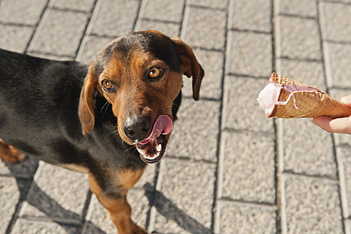 Spanien, Mallorca, Mensch füttert streunenden Hund mit Eiscreme - MFPF000061