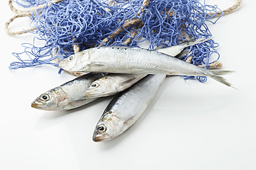 Sardinella fish in a fishing net - Stock Image - C010/9214