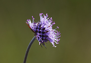 Germany, Bavaria, Gewohnlicher Teufelsabbiss, close up - SIEF002314