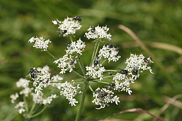 Deutschland, Bayern, Fliegen auf Blume, Nahaufnahme - SIEF002315