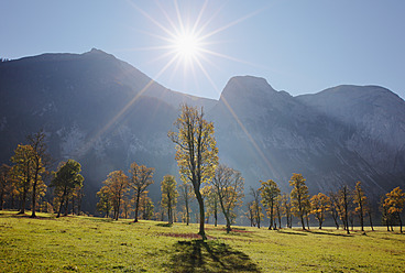 Österreich, Tirol, Blick auf das Karwendelgebirge mit Bergahornen - SIEF002321