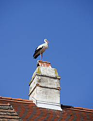 Austria, Burgenland, Rust, Stork on roof top - WWF001933