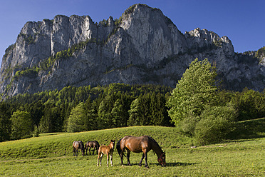 Österreich, Salzkammergut, Mondseeland, Pferde auf der Weide vor einem Berg - WWF001955