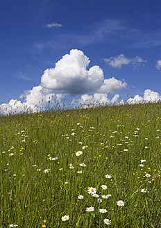 Österreich, Salzkammergut, Blick auf ein Blumenfeld im Frühling - WWF001959