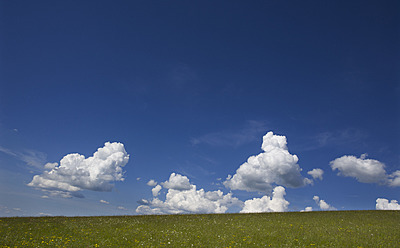 Österreich, Blick auf ein Blumenfeld im Frühling - WWF001960