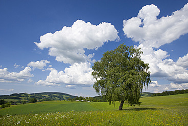 Österreich, Ansicht einer Birke im Frühling - WWF001962