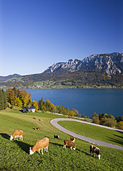Österreich, Attersee, Blick auf den Höllenberg im Herbst mit weidenden Kühen im Vordergrund - WWF002005