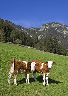 Österreich, Tirol, Zwei Kälber im Alpbachtal stehend - WWF002023