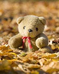 Österreich, Teddybär im Herbstlaub - WWF002144