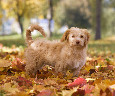 Österreich, Hund auf Herbstblatt stehend, lizenzfreies Stockfoto