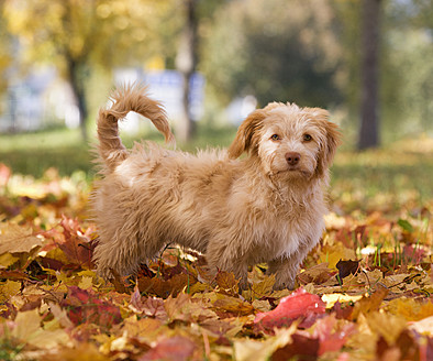 Österreich, Hund auf Herbstblatt stehend - WWF002175