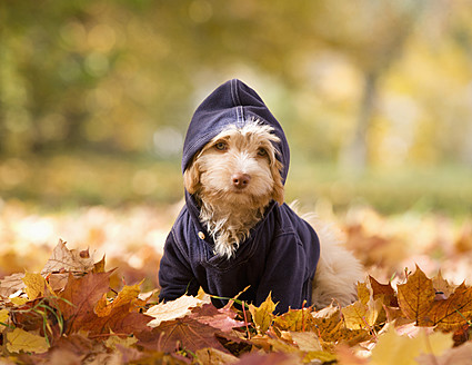 Österreich, Hund auf Herbstblatt sitzend - WWF002176