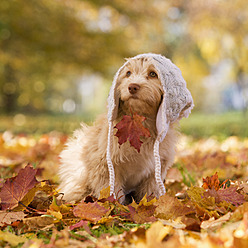 Österreich, Hund auf Herbstblatt sitzend - WWF002178