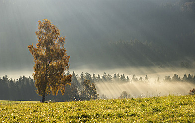 Austria, Sunbeam on foggy birch trees during autumn - WWF002211
