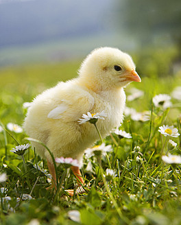Austria, Baby chicken in meadow, close up - WWF002042
