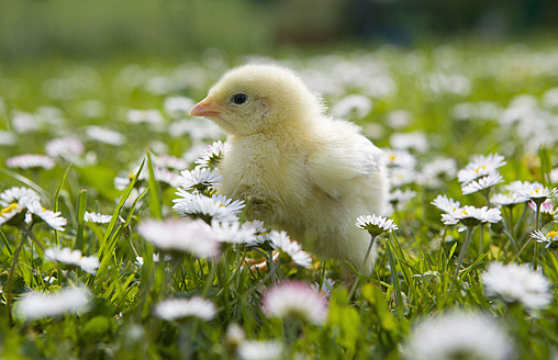 Austria, Baby chicken in meadow, close up - WWF002043