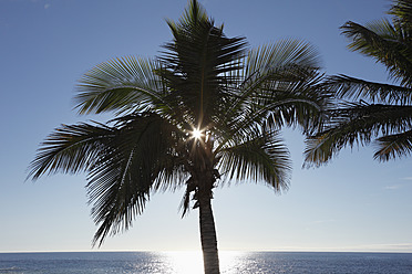 Spain, Canary Islands, La Palma View of palm trees at beach - SIEF002332