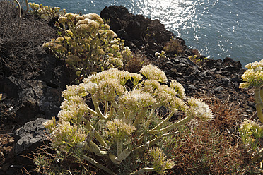 Spanien, Kanarische Inseln, La Palma, Ansicht einer Euphorbia mit Samen - SIEF002335