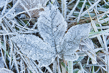 Germany, Bavaria, View of leaf with frost - MIRF000354