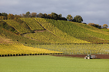 Deutschland, Bayern, Michelau im Steigerwald, Blick auf den Weinberg - SIEF002391