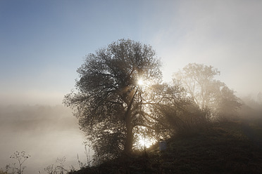 Deutschland, Bayern, Wipfeld, Blick auf Weidenbaum im Nebel nahe Main - SIEF002383