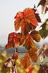 Deutschland, Bayern, Blick auf Weinblätter im Herbst - SIEF002378