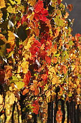 Germany, Bavaria, View of vineyard - SIEF002377