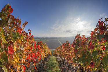 Germany, Bavaria, Theilheimer Mainleite near Waigolshausen, View of vineyard - SIEF002376