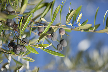 Spain, Olive on branch, close up - DSF000271