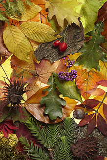 Variety of leaves and fruits - THF001170