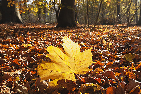 Germany, North Rhine Westphalia, Cologne, View of autumn leaves - GWF001713