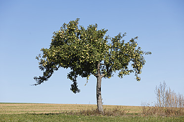 Deutschland, Bayern, Blick auf Apfelbaum - SIEF002372