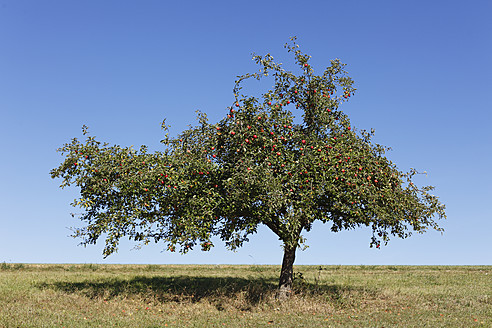 Deutschland, Bayern, Blick auf Apfelbaum - SIEF002371
