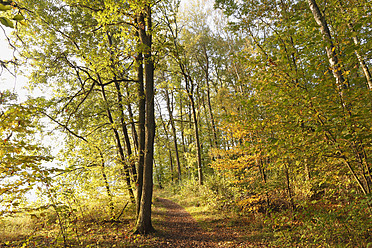 Deutschland, Bayern, Ellertshaeuser See, Blick auf einen Weg im Wald - SIEF002357