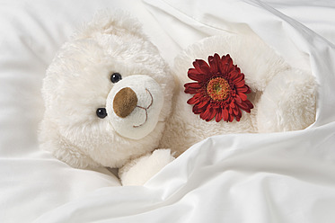 Teddybär mit Blume auf dem Bett - CRF002114