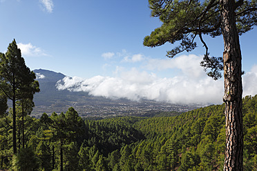 Spain, Canary Islands, La Plama, View of pine forest - SIEF002435