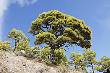 Spanien, Kanarische Inseln, La Palma, Blick auf den Nationalpark Caldera de Taburiente - SIEF002432