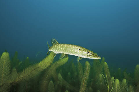 Nordischer Hecht im Wasser mit Tausendblatt, lizenzfreies Stockfoto