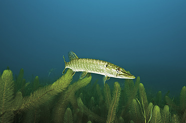 Northern pike in water with milfoil - GNF001199