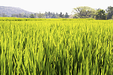 Indien, Blick auf ein Reisfeld - MBEF000259